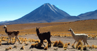 Chile Llamas