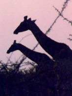 Equatorial Guinea