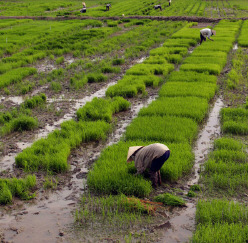 Planting Rice in Vietnam