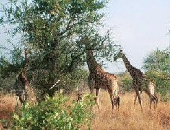 Giraffes in Zambia